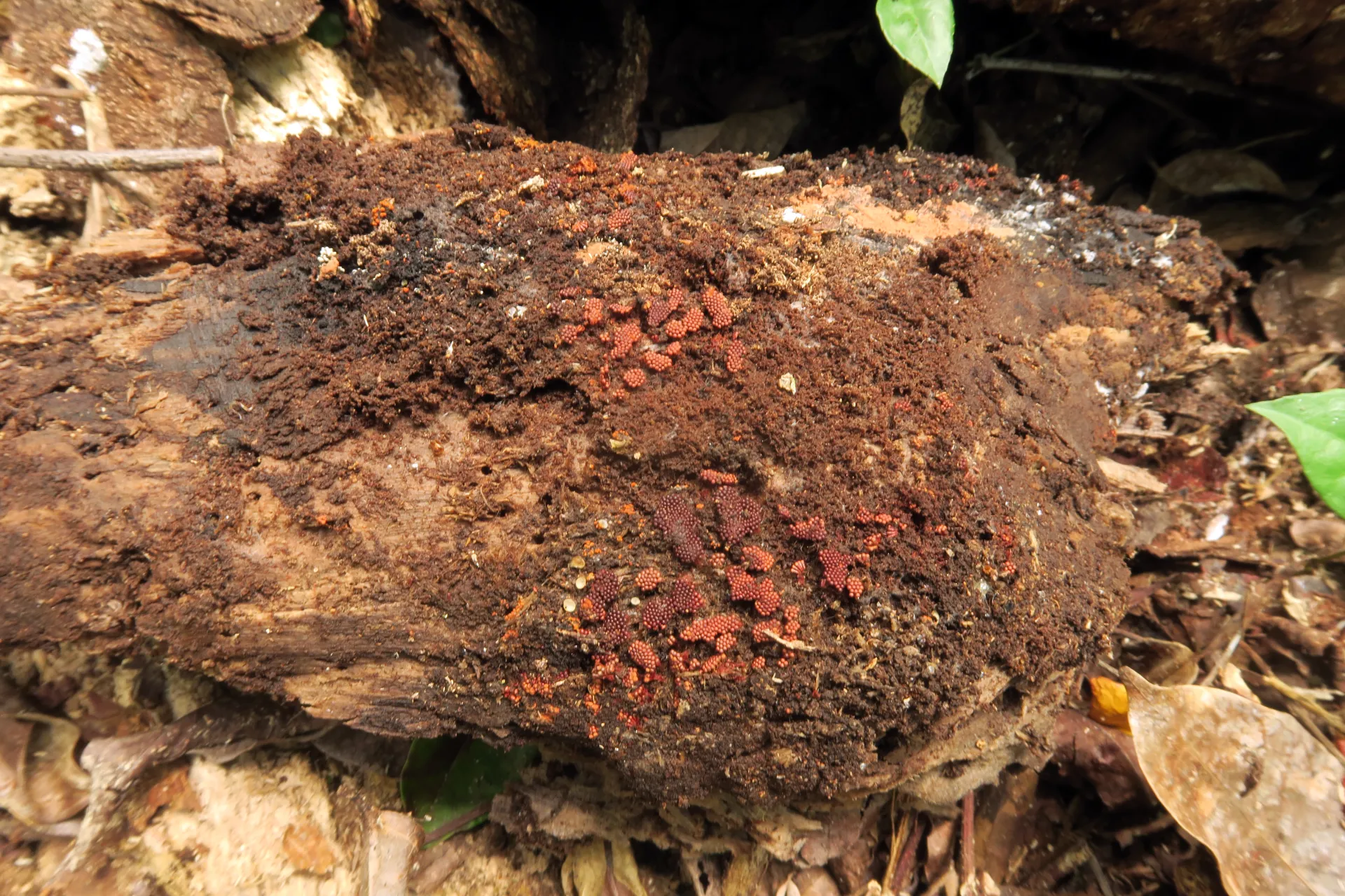 Metatrichia horrida - 1 - IMG_3629